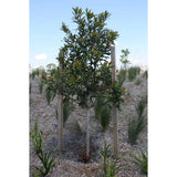Hardwood Stakes 50mm Pack of 3